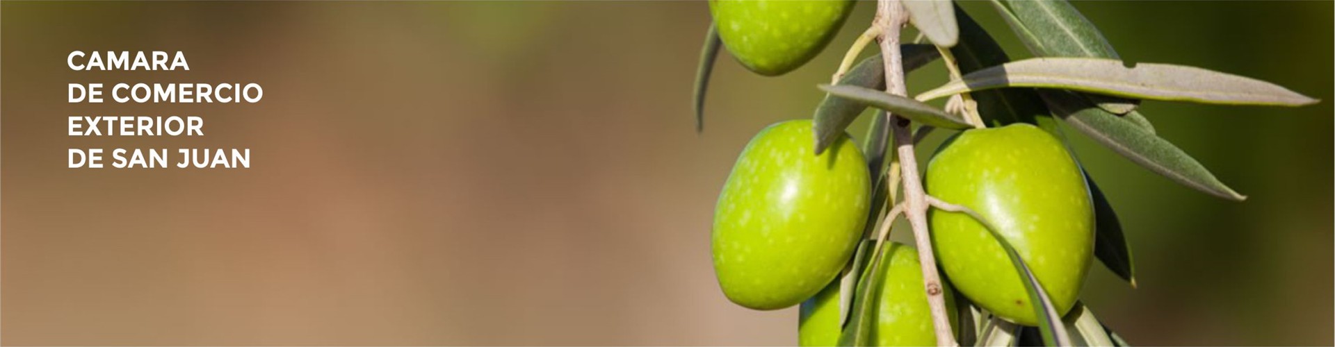 Nuestra producción. Oliva